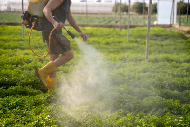 Best Best Pest Control Companies  in Kennett, MO